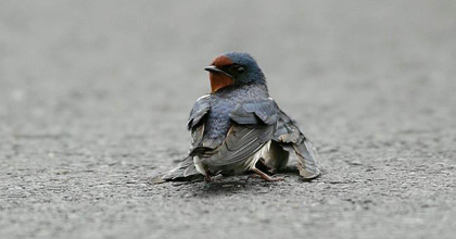 A female bird is sick or injured