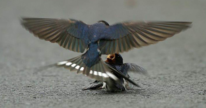 Her loving mate comes to help her